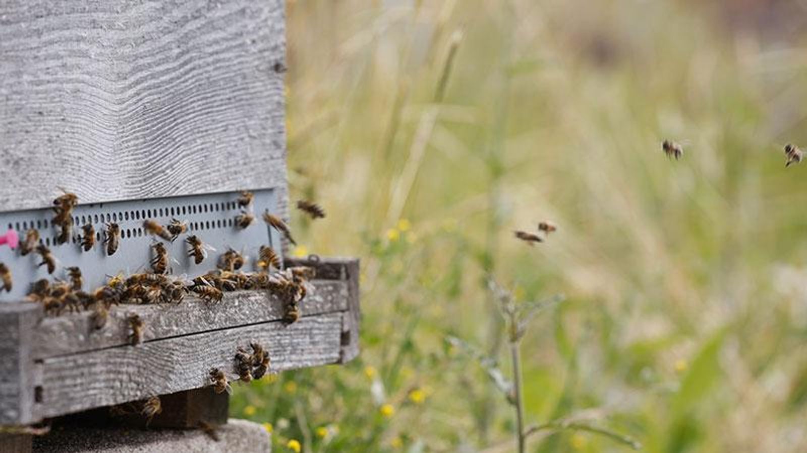 Des ruches sont installées sur notre site de Vitry-sur-Seine (France) et produisent régulièrement du miel pour nos collaborateurs.